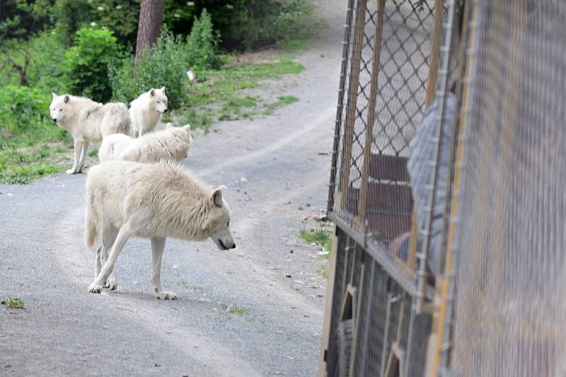 Safari Amerika v olomoucké zoo na Svatém Kopečku, 17. 6. 2020