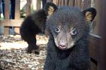 Medvíďata baribalů v olomoucké zoo narozená 4. ledna 2017