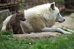 Výběh vlků Hudsonových v olomoucké zoo