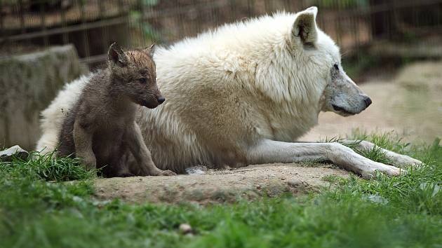 Výběh vlků Hudsonových v olomoucké zoo