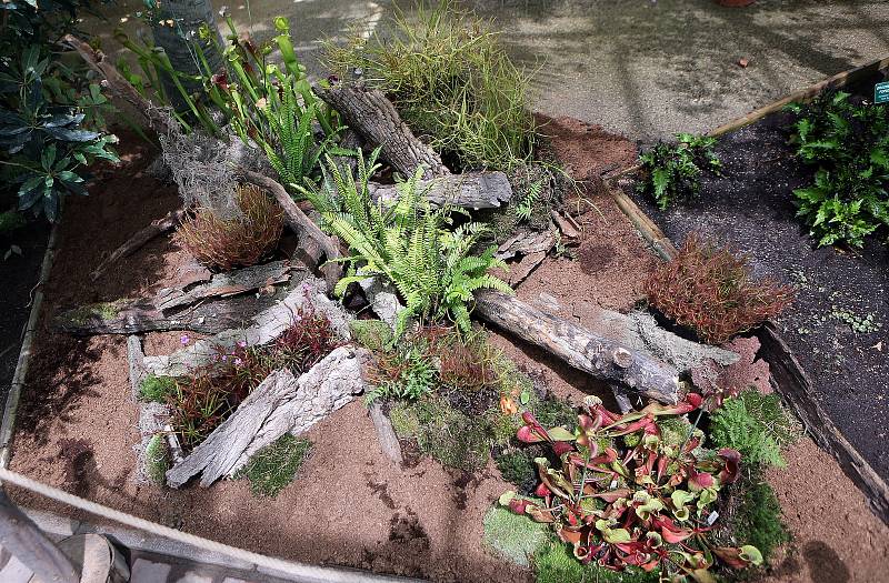 Výstava masožravých rostlin v Palmovém skleníku výstaviště Flora Olomouc.