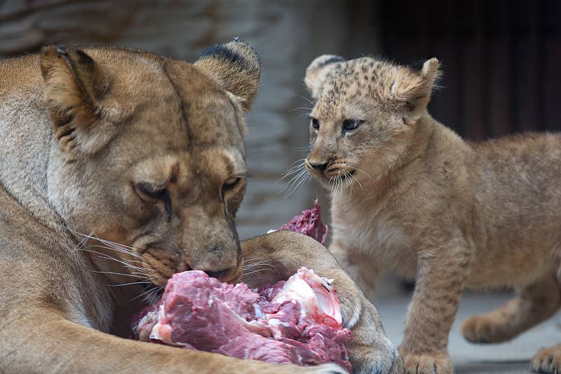 Jubilejní dvacáté lvíče lva berberského odchované v olomoucké zoo.