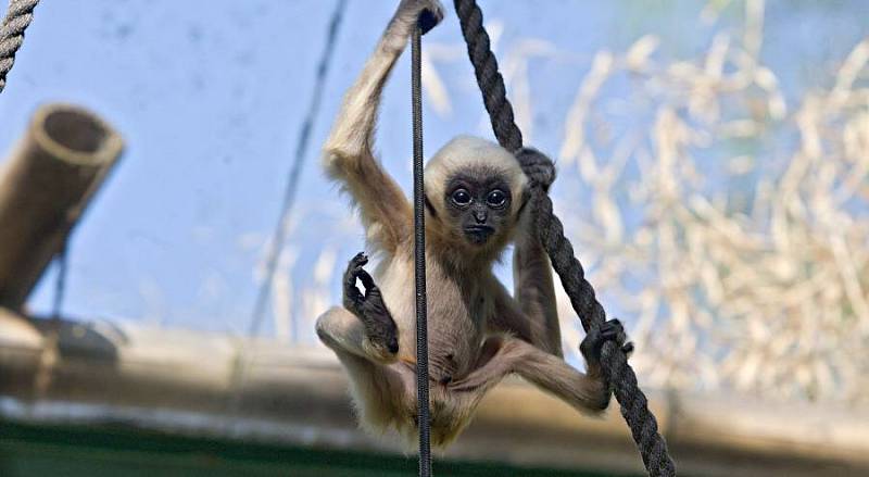 Mládě gibona v olomoucké zoo