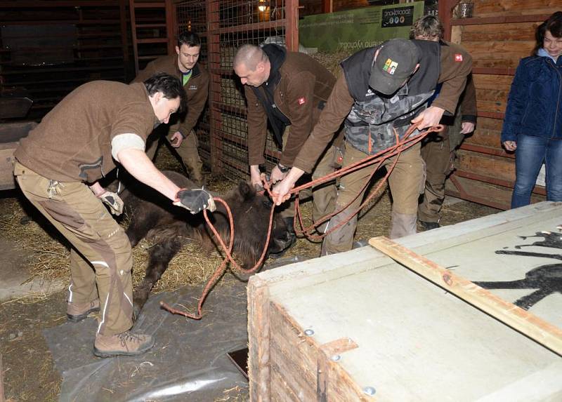 Zubrům se v olomoucké zoo daří. Do stáda letos přibyla dvě telata a tak loňská samička Arya dnes poputovala obohatit chov v zoo v německém městě Karlsruhe. V Zoo Olomouc zůstává skupina pěti kusů těchto ohromných sudokopytníků.