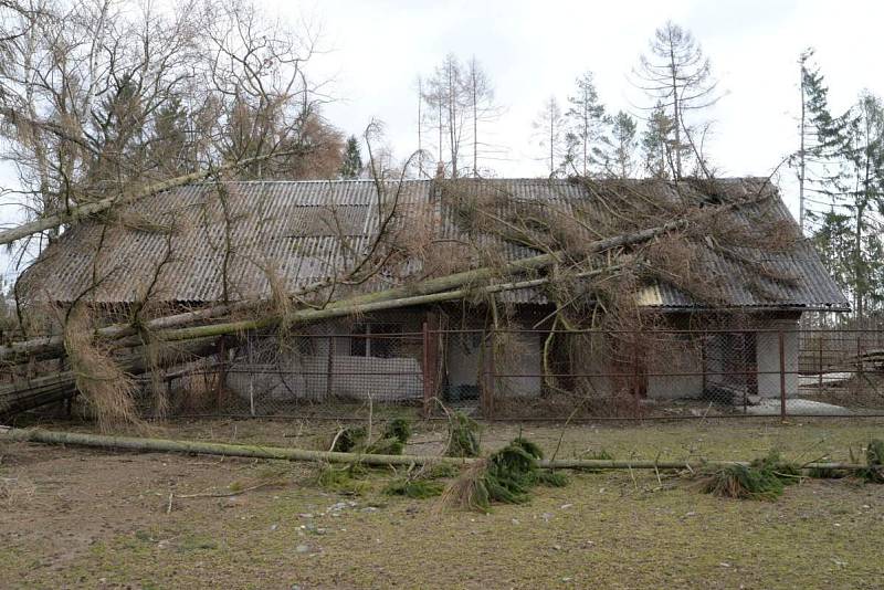 Následky vichru z 10. na 11. 3. 2019 v olomoucké zoo. Výběh pakoňů