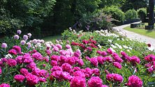 Botanická zahrada výstaviště Flora Olomouc a rozárium je během Víkendu otevřených zahrad přístupné od 9.30 do 18 hodin. K vidění je například záhon s několika desítkami druhů pivoněk.