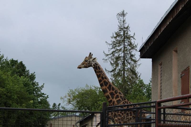 Zoo Olomouc těsně před lockdownem