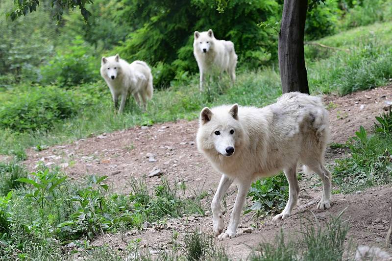 Safari Amerika v olomoucké zoo na Svatém Kopečku, 17. 6. 2020