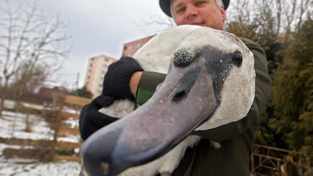 Samec labutě velké po záchraně v pobočce Záchranné stanice dravců a sov Stránské v Uničově 