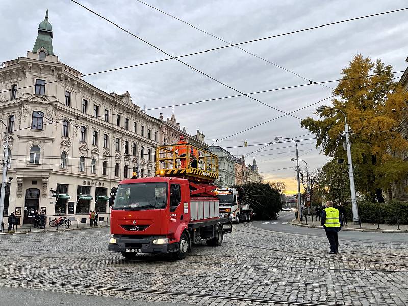 Olomouc už má svoji vánoční jedli. Dorazila z Hluboček. 7. listopadu 2021