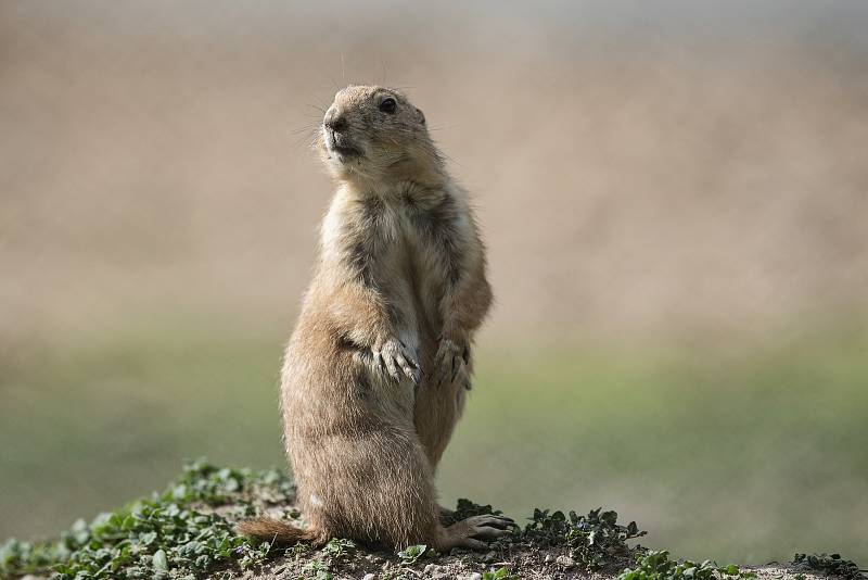 Hezké počasí a bezpočet čerstvě narozených mláďat jsou výzvou k procházce po zoo.