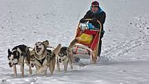 Musher psího spřežení Jaroslav Charouz z Komárova