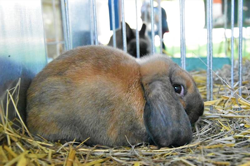 Okresní všeobecná výstava králíků, drůbeže a holubů v Senici na Hané, 21.-22. 9. 2019