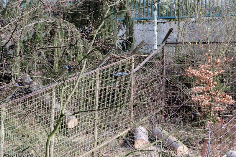 Výběh medvěda baribala. Odstraňování následků vichru v olomoucké zoo - 27.3.2019