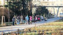 Hlavně prací se v sobotu 3. prosince dopoledne zahřívali lidé v Rudolfově aleji Smetanových sadů v Olomouci. Pomáhali tam sázet lípy velkolisté a zároveň se tak podíleli na dokončení plánované obnovy aleje.