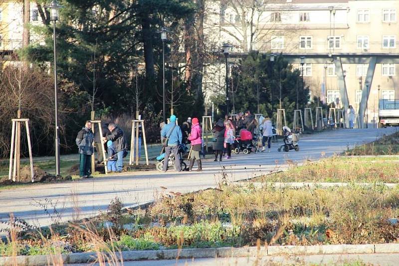 Hlavně prací se v sobotu 3. prosince dopoledne zahřívali lidé v Rudolfově aleji Smetanových sadů v Olomouci. Pomáhali tam sázet lípy velkolisté a zároveň se tak podíleli na dokončení plánované obnovy aleje.