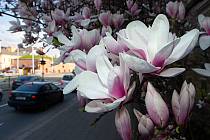 Kvetoucí magnolie na třídě Svobody v Olomouci