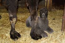 V olomoucké zoo na Sv. Kopečku se narodilo mládě velblouda dvouhrbého.