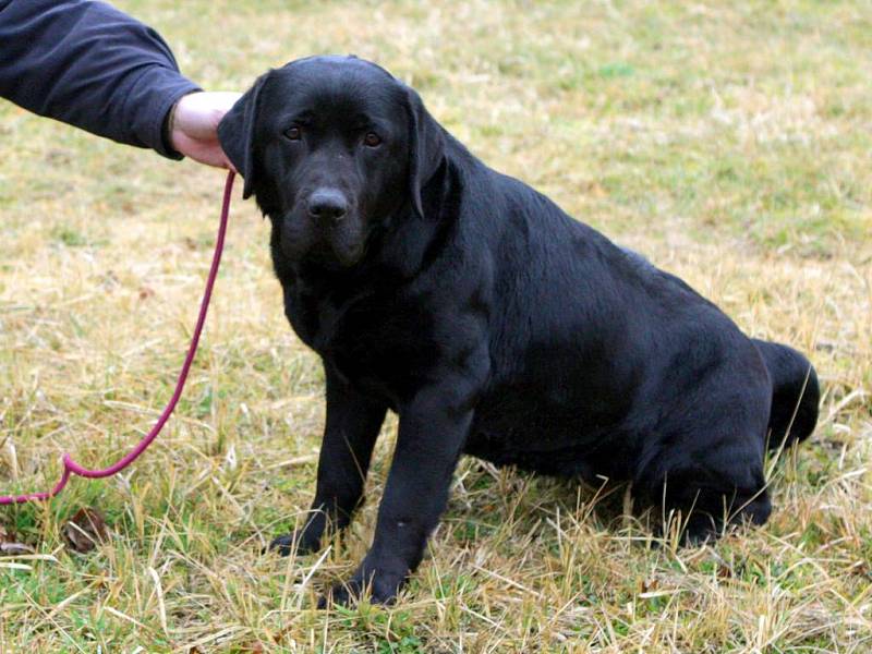 Labrador. Ilustrační foto