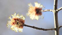 Javor stříbrný (Acer saccharinum), samičí květy, Rozárium. Tento Severoamerický druh javoru je typický svými na rubu stříbřitě bělavě chlupatými listy. Ve své domovině je pro svou sladkou mízu využíval jako zdroj cukru. Pro svůj rychlí růst je oblíbenou d