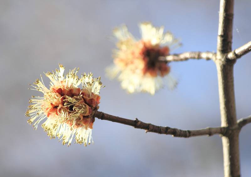 Javor stříbrný (Acer saccharinum), samičí květy, Rozárium. Tento Severoamerický druh javoru je typický svými na rubu stříbřitě bělavě chlupatými listy. Ve své domovině je pro svou sladkou mízu využíval jako zdroj cukru. Pro svůj rychlí růst je oblíbenou d