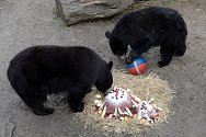 V Zoo Olomouc připravili oslavu ročním mláďatům medvěda baribala