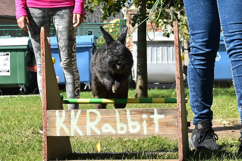 Okresní všeobecná výstava králíků, drůbeže a holubů v Senici na Hané, 21.-22. 9. 2019