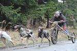 Psí závody v přírodě kolem chaty Pod Věží v olomoucké městské části Radíkov