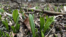 V lesích Království u Grygova se už místy začíná zelenat medvědí česnek, 5. března 2023