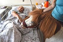 Pacienty na Oddělení rehabilitace Fakultní nemocnice Olomouc přišli potěšit koně, přesněji poníci, které si mohli pohladit.