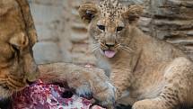 Jubilejní dvacáté lvíče lva berberského odchované v olomoucké zoo.