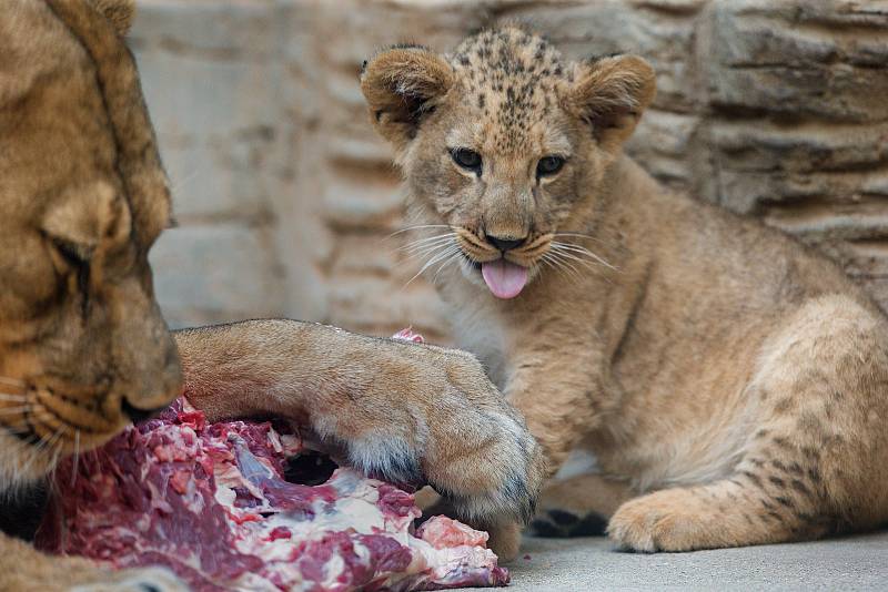 Jubilejní dvacáté lvíče lva berberského odchované v olomoucké zoo.