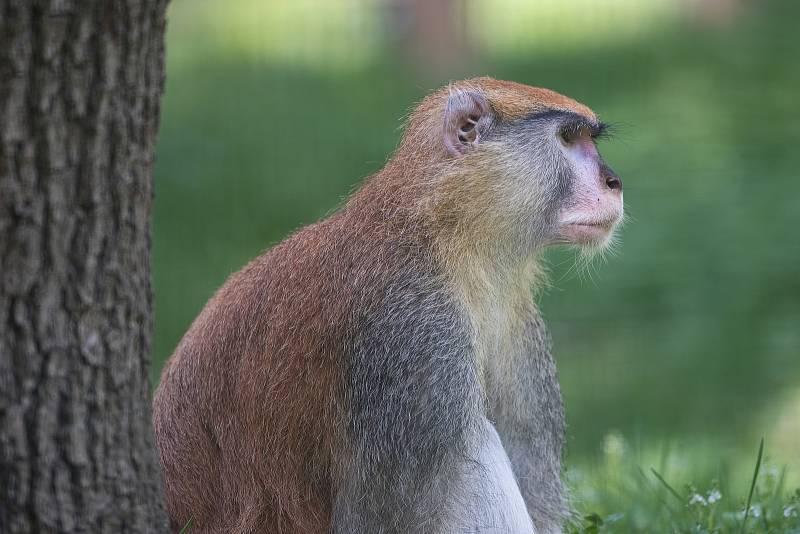 Hezké počasí a bezpočet čerstvě narozených mláďat jsou výzvou k procházce po zoo.