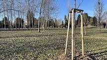 Vznikající Les vzpomínek na hřbitově v Olomouci-Neředíně
