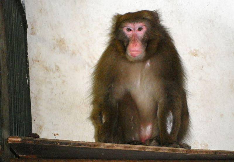 Šimpy v karanténě v olomoucké zoo