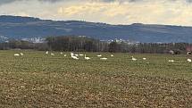 Na polích u Štěpánova a Tovačova se přes zimu pasou stovky labutí. Přeje jim počasí, rostliny nejsou pod sněhovou pokrývkou. Na snímku menší hejno na pozemcích mezi Štěpánovem a Stření, 20. února 2024.