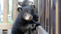 Medvíďata baribalů v olomoucké zoo narozená 4. ledna 2017