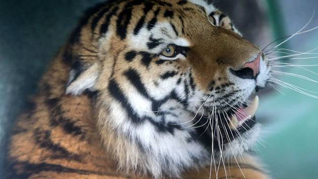 Samec tygra ussurijského Amur v olomoucké zoo