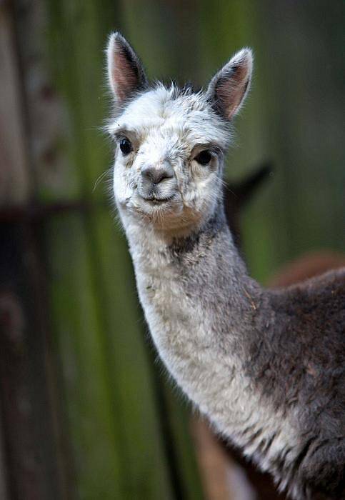 Mláďata lamy v olomoucké zoo