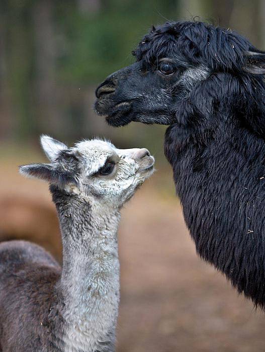 Mláďata lamy v olomoucké zoo