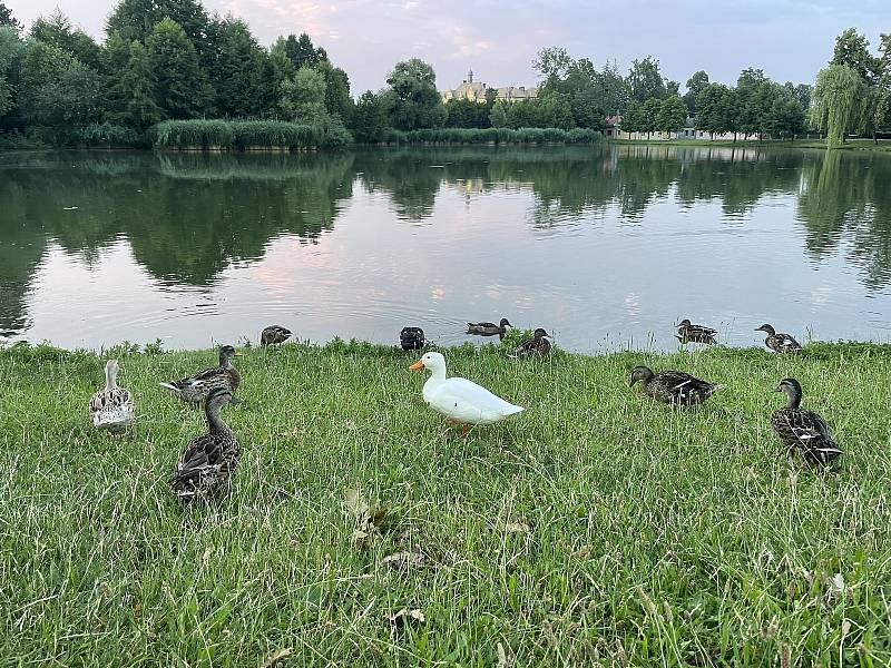 Bílá kachna v hejně kachen divokých na rybníku v Litovli. 15. července 2021