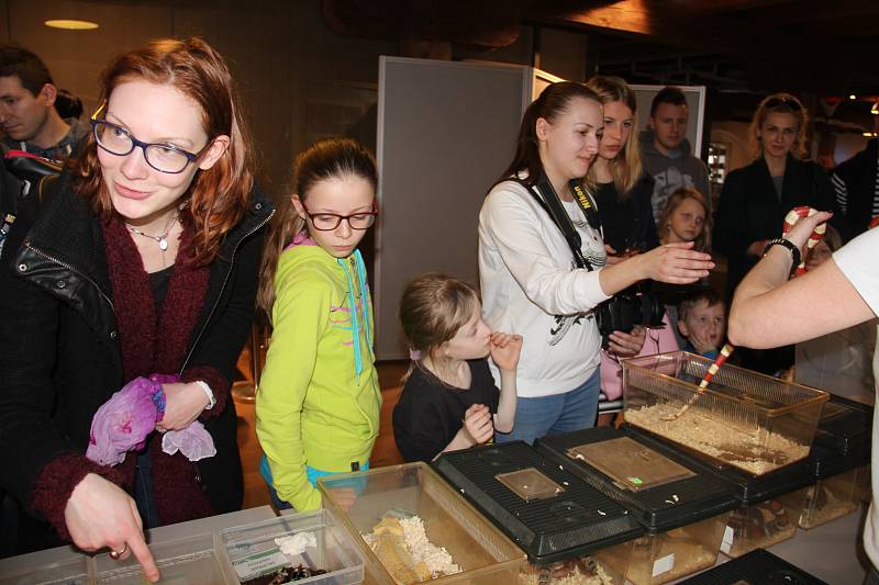 V interaktivním muzeu Pevnost poznání v Olomouci byli o víkendu k vidění korálovky, kajmanka, sklípkani, štíři i pár ještěrů.
