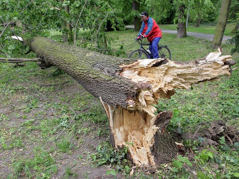 Vyvrácený strom ve Smetanových sadech.