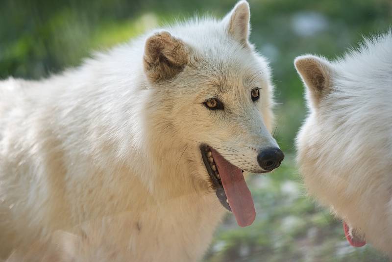 Hezké počasí a bezpočet čerstvě narozených mláďat jsou výzvou k procházce po zoo.