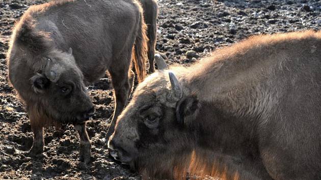 Dvě mláďata zubra evropského letos posílila chov největšího evropského savce v olomoucké zoo na Svatém Kopečku.