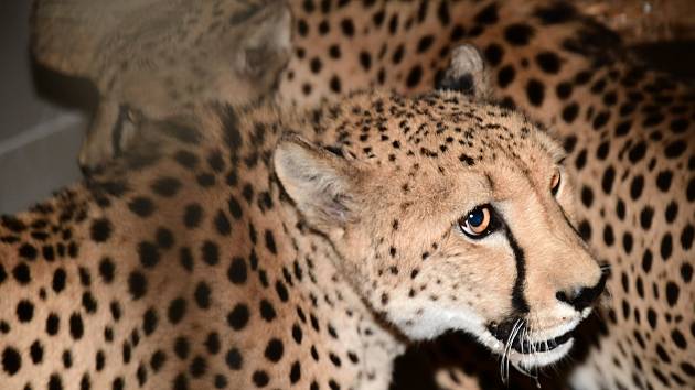 Do Zoo Olomouc se po roční přestávce vrátili gepardi.