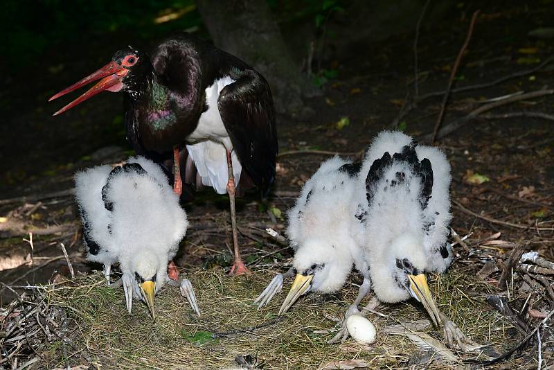 Vzácný přírůstek v průchozí voliéře v Zoo Olomouc. Vylíhla se trojice mláďat čápa černého.