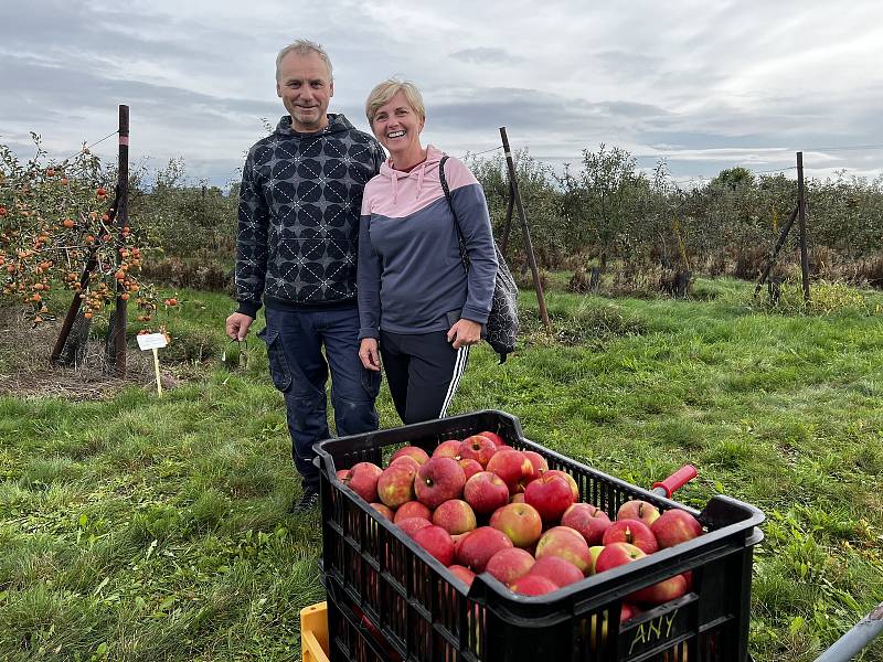 Samosběr jablek ve Srbeni, 17. září 2022