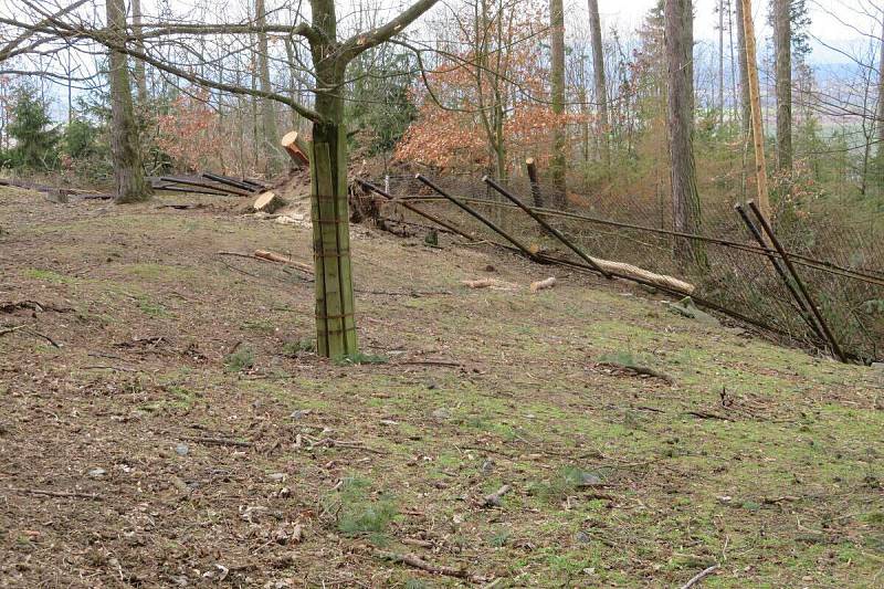 Odstraňování následků vichřice z 11. 3. 2019 v olomoucké zoo