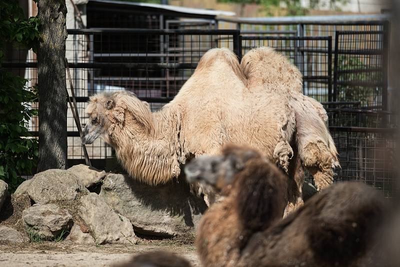 Hezké počasí a bezpočet čerstvě narozených mláďat jsou výzvou k procházce po zoo.